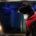 Cats in Space is a Fun Short Film
